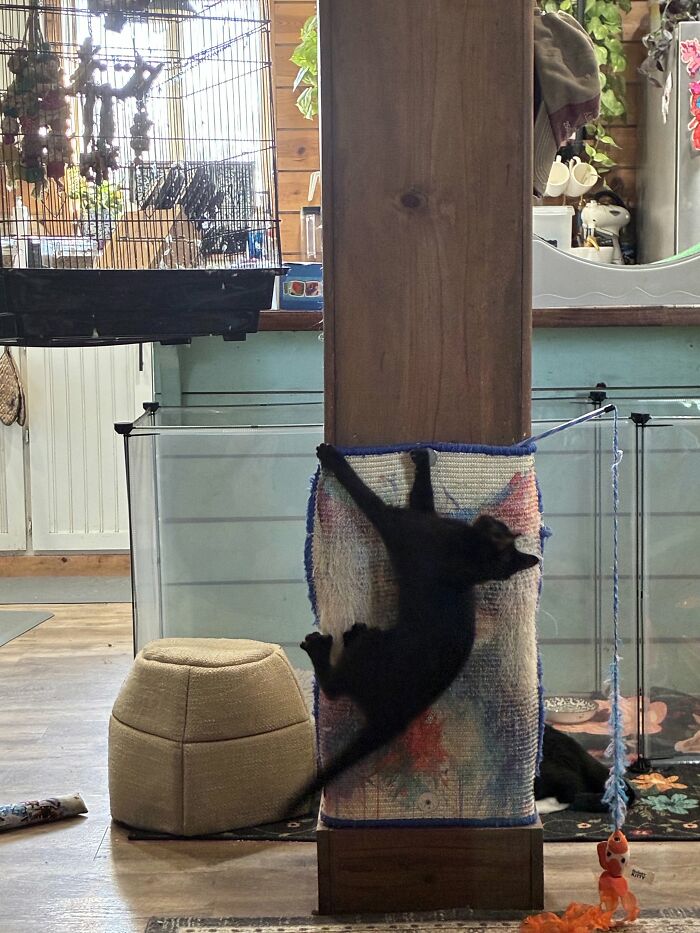 73 Cat Lovers Shared Their Pets&rsquo; Most Ridiculous Positions In This Viral Threads Thread
