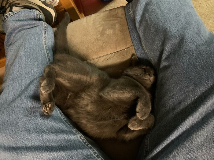 73 Cat Lovers Shared Their Pets&rsquo; Most Ridiculous Positions In This Viral Threads Thread