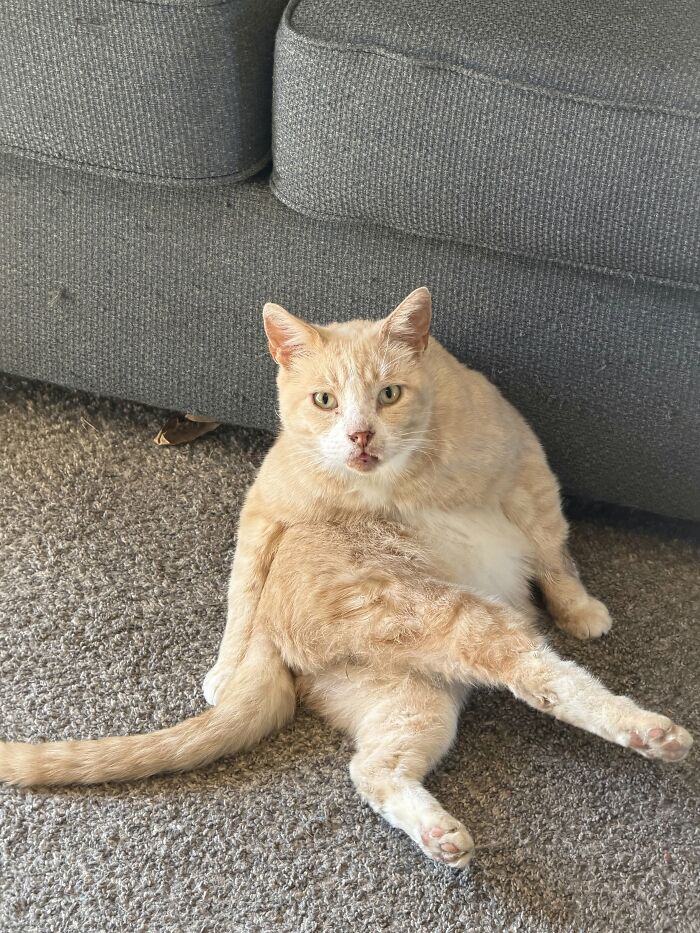 73 Cat Lovers Shared Their Pets&rsquo; Most Ridiculous Positions In This Viral Threads Thread