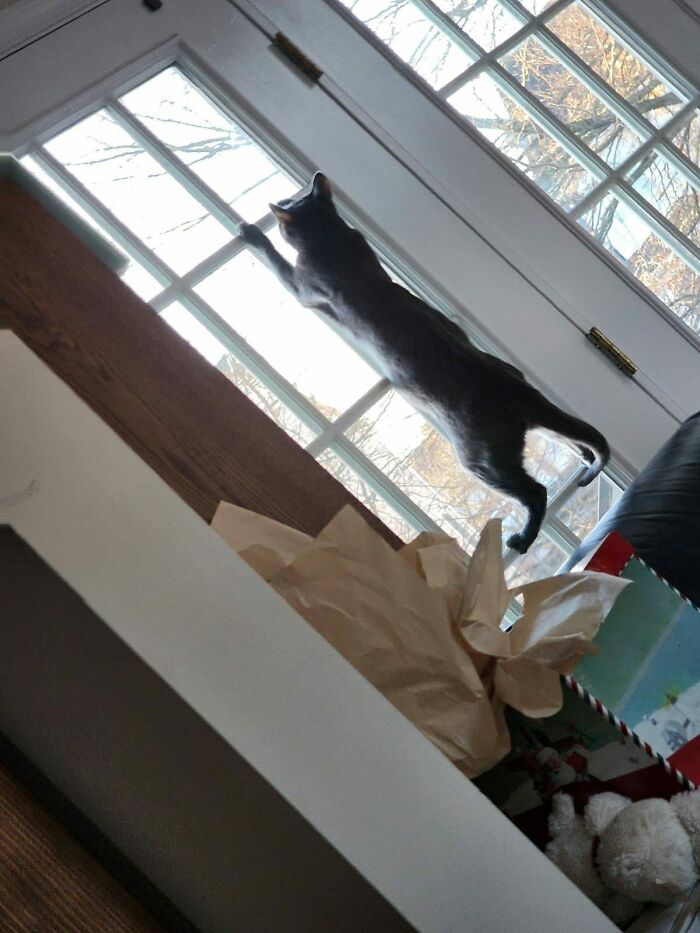 73 Cat Lovers Shared Their Pets&rsquo; Most Ridiculous Positions In This Viral Threads Thread
