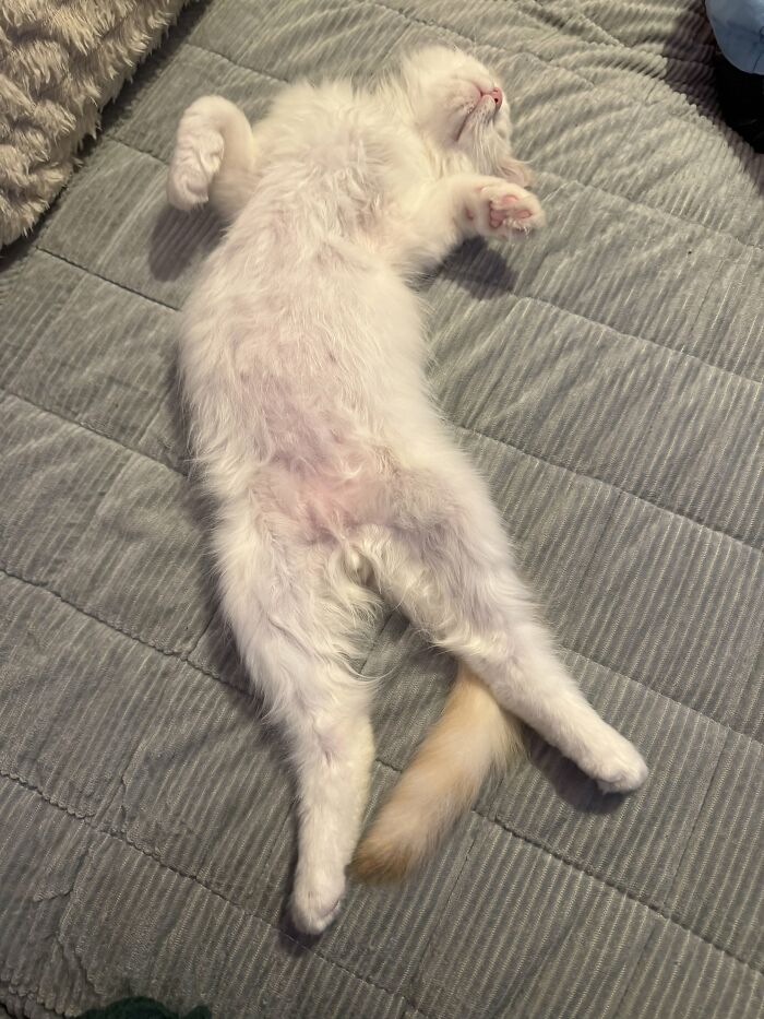73 Cat Lovers Shared Their Pets&rsquo; Most Ridiculous Positions In This Viral Threads Thread