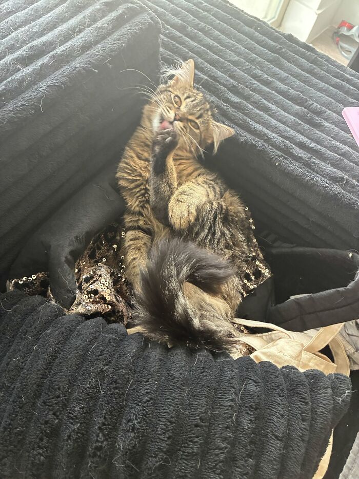73 Cat Lovers Shared Their Pets&rsquo; Most Ridiculous Positions In This Viral Threads Thread