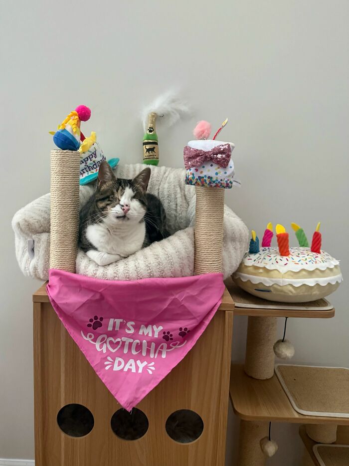 Two Blind Cats Rescued From Lebanon End Up Adopted By The Same Family A Year Apart