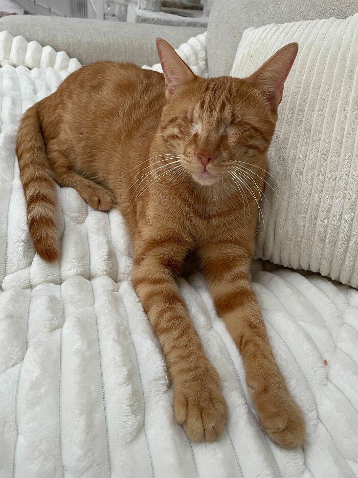 Two Blind Cats Rescued From Lebanon End Up Adopted By The Same Family A Year Apart