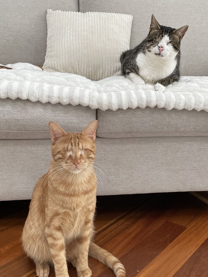 Two Blind Cats Rescued From Lebanon End Up Adopted By The Same Family A Year Apart