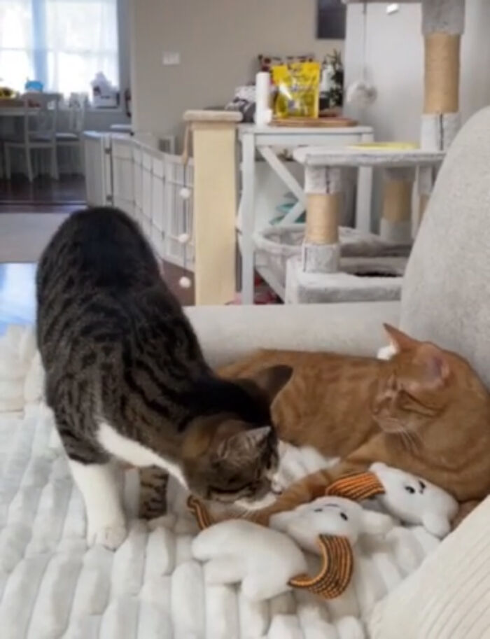 Two Blind Cats Rescued From Lebanon End Up Adopted By The Same Family A Year Apart