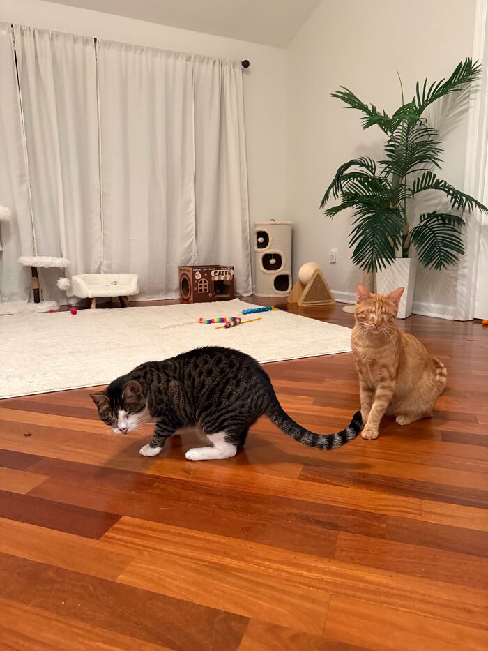 Two Blind Cats Rescued From Lebanon End Up Adopted By The Same Family A Year Apart