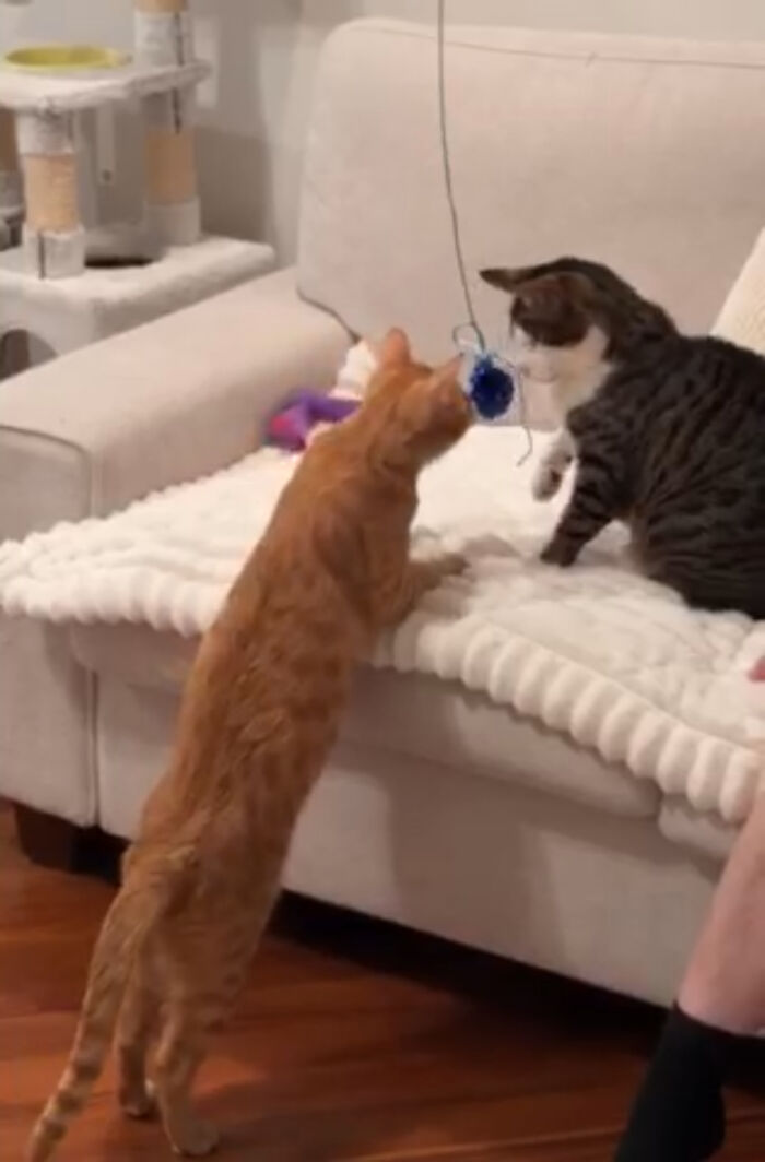 Two Blind Cats Rescued From Lebanon End Up Adopted By The Same Family A Year Apart