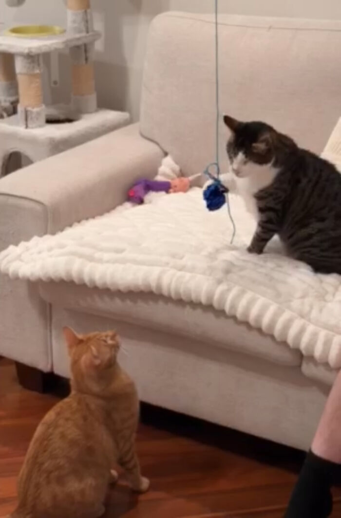 Two Blind Cats Rescued From Lebanon End Up Adopted By The Same Family A Year Apart
