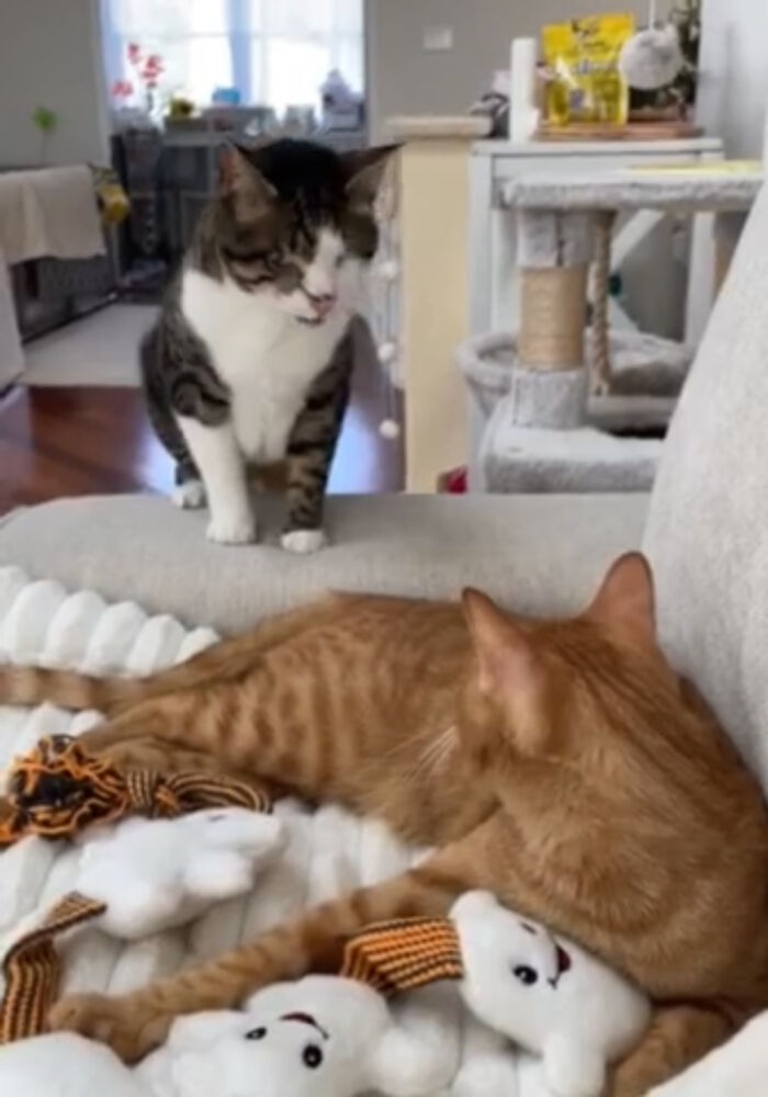 Two Blind Cats Rescued From Lebanon End Up Adopted By The Same Family A Year Apart