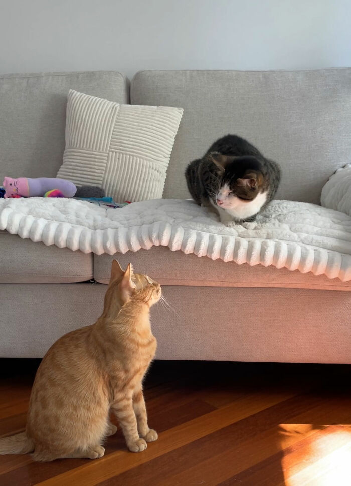 Two Blind Cats Rescued From Lebanon End Up Adopted By The Same Family A Year Apart
