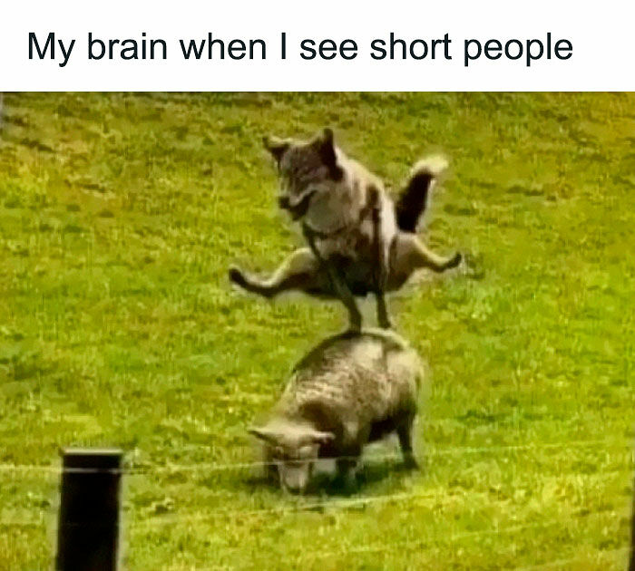 63 Memes So Random You&rsquo;ll Never Guess What The Next One Is Going To Be