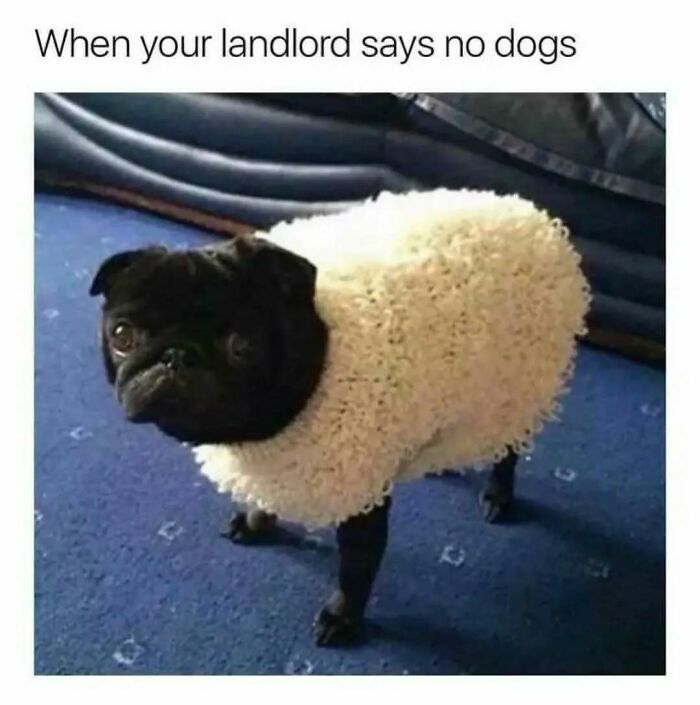 63 Memes So Random You&rsquo;ll Never Guess What The Next One Is Going To Be