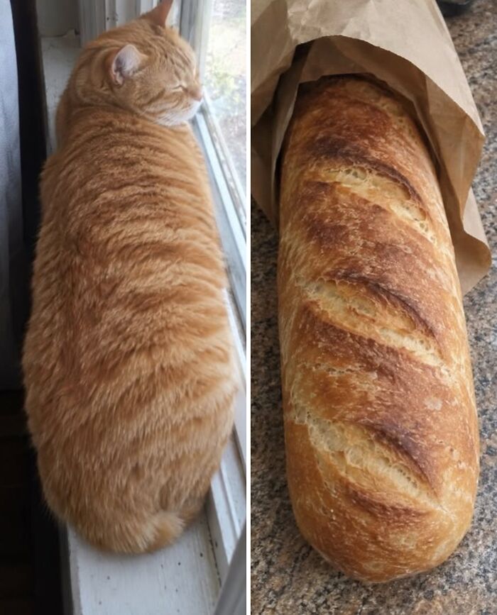 21 Cats With Surprisingly Accurate Food Doppelg&auml;ngers, As Shared By This Page
