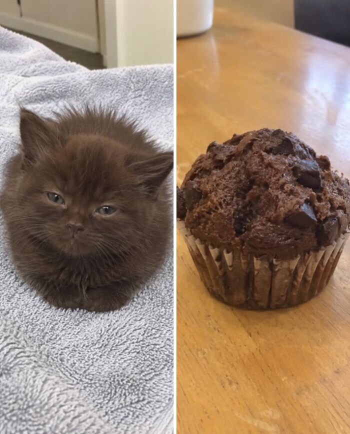 21 Cats With Surprisingly Accurate Food Doppelg&auml;ngers, As Shared By This Page