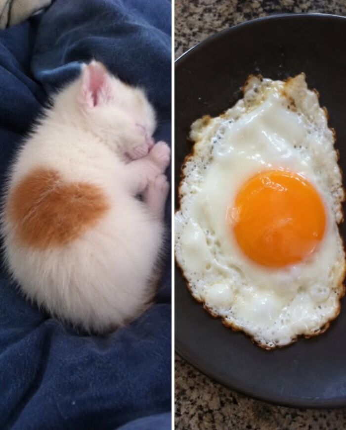 21 Cats With Surprisingly Accurate Food Doppelg&auml;ngers, As Shared By This Page