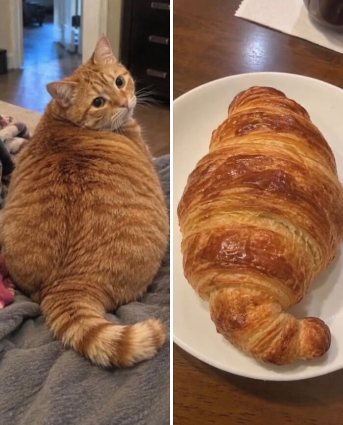 21 Cats With Surprisingly Accurate Food Doppelg&auml;ngers, As Shared By This Page
