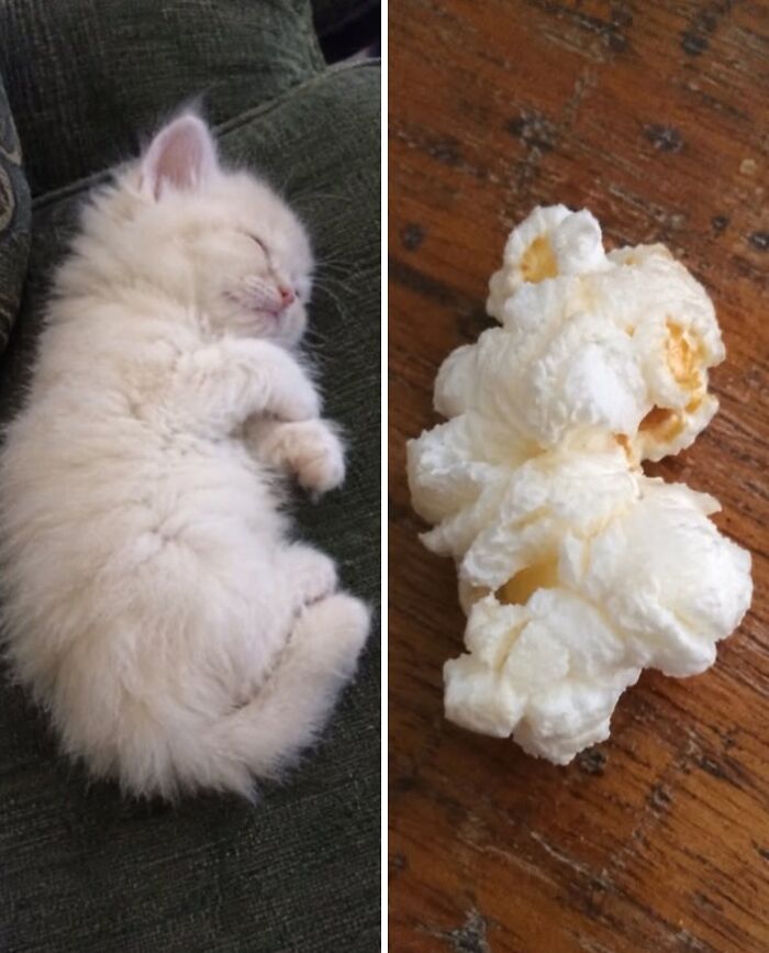 21 Cats With Surprisingly Accurate Food Doppelg&auml;ngers, As Shared By This Page