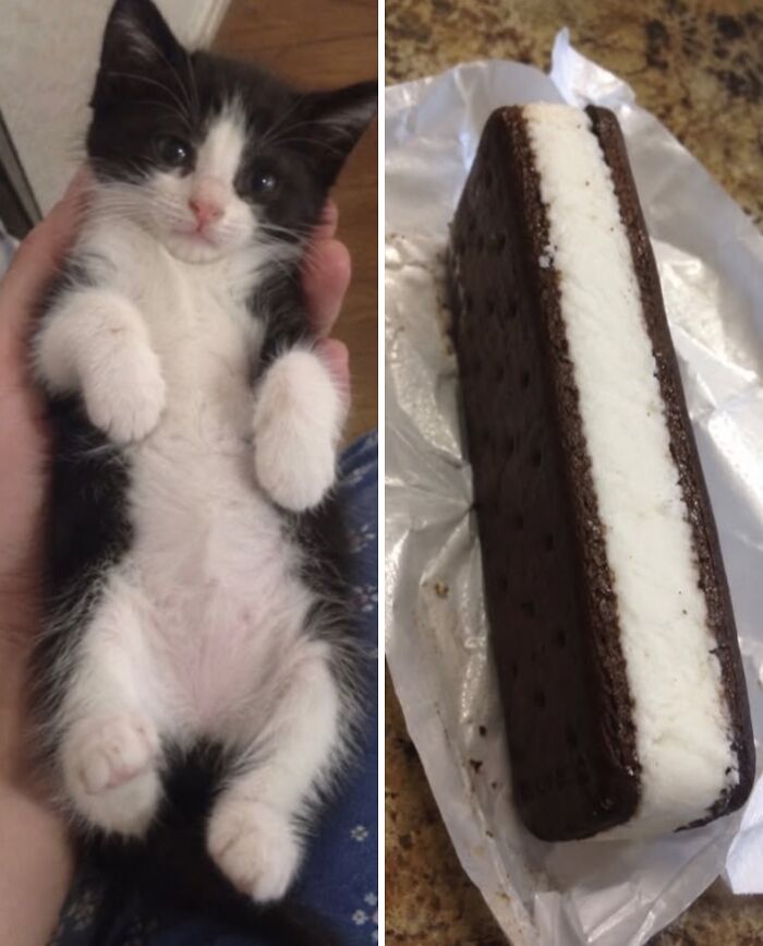 21 Cats With Surprisingly Accurate Food Doppelg&auml;ngers, As Shared By This Page