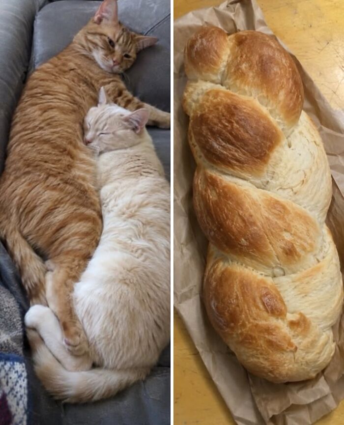 21 Cats With Surprisingly Accurate Food Doppelg&auml;ngers, As Shared By This Page