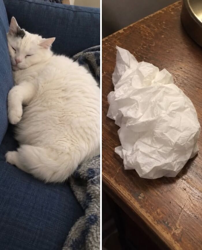 21 Cats With Surprisingly Accurate Food Doppelg&auml;ngers, As Shared By This Page