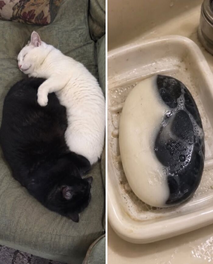 21 Cats With Surprisingly Accurate Food Doppelg&auml;ngers, As Shared By This Page