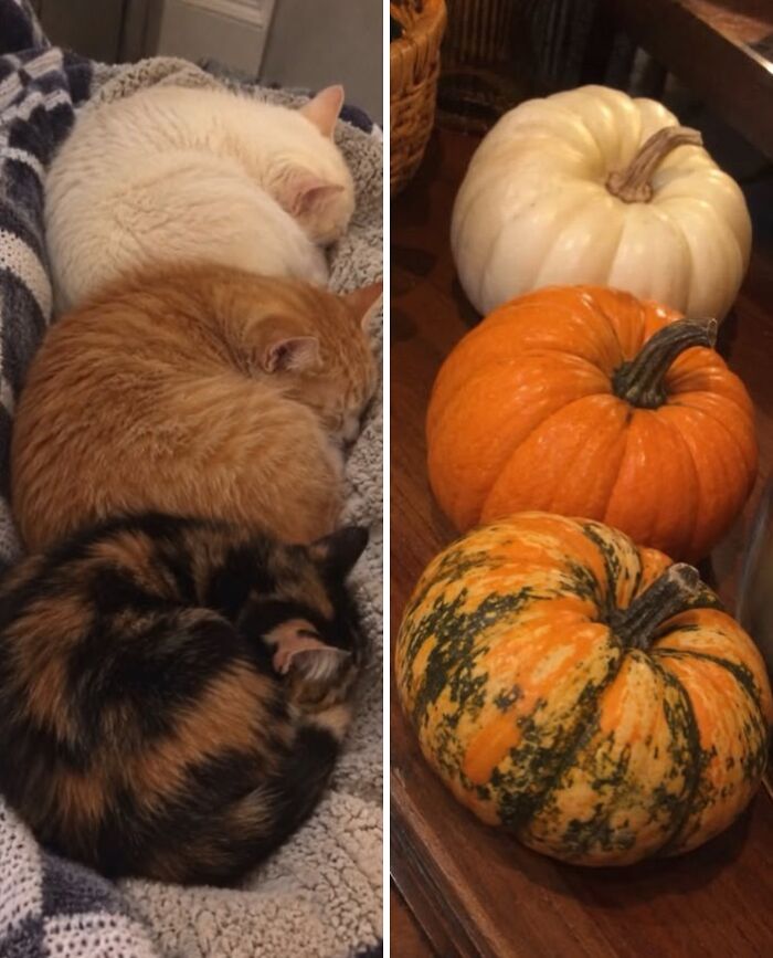 21 Cats With Surprisingly Accurate Food Doppelg&auml;ngers, As Shared By This Page