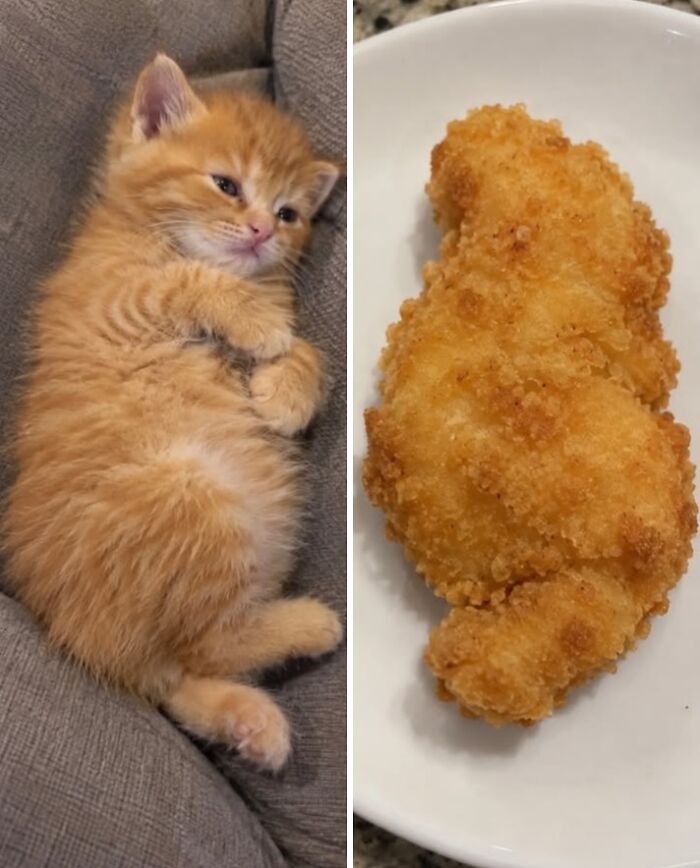 21 Cats With Surprisingly Accurate Food Doppelg&auml;ngers, As Shared By This Page