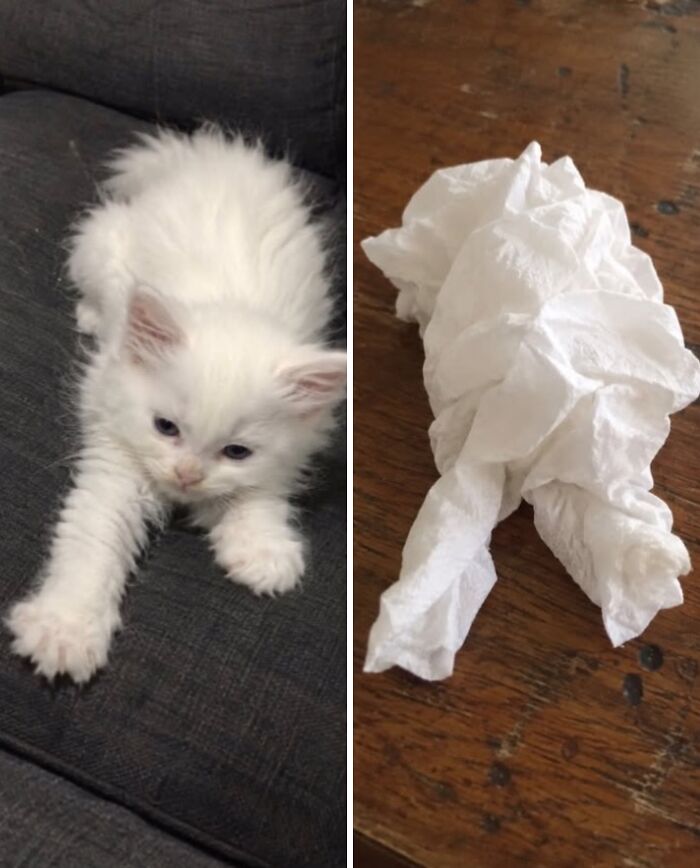 21 Cats With Surprisingly Accurate Food Doppelg&auml;ngers, As Shared By This Page