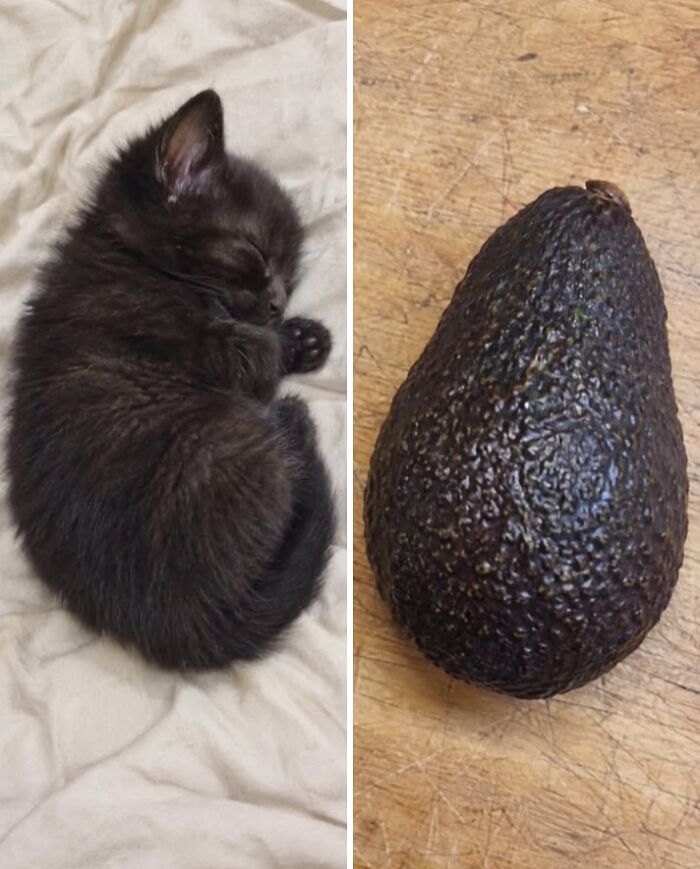 21 Cats With Surprisingly Accurate Food Doppelg&auml;ngers, As Shared By This Page