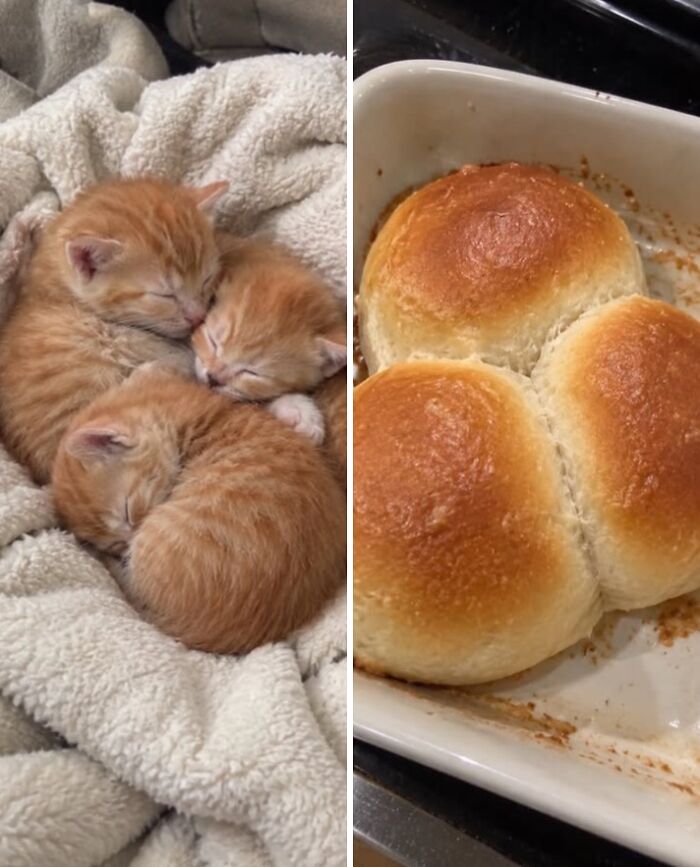 21 Cats With Surprisingly Accurate Food Doppelg&auml;ngers, As Shared By This Page