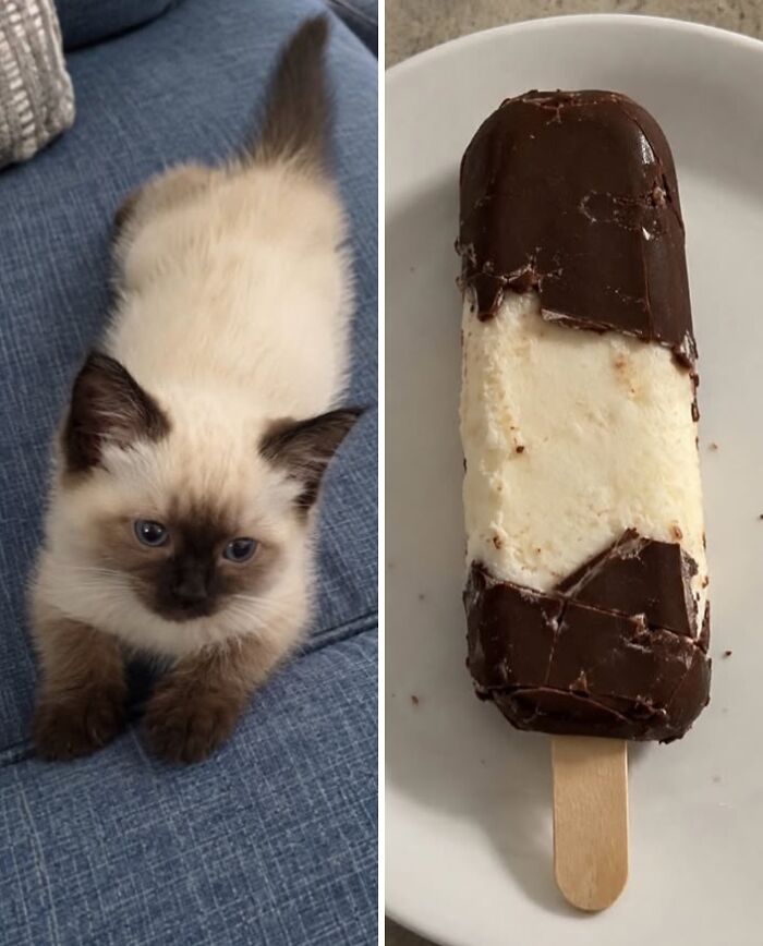 21 Cats With Surprisingly Accurate Food Doppelg&auml;ngers, As Shared By This Page