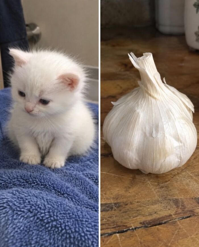 21 Cats With Surprisingly Accurate Food Doppelg&auml;ngers, As Shared By This Page