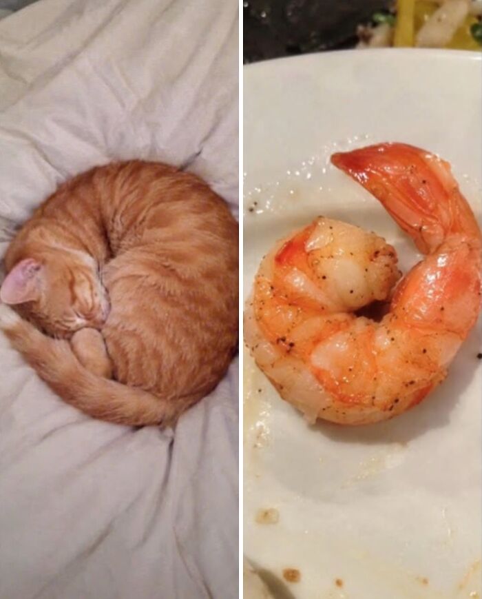 21 Cats With Surprisingly Accurate Food Doppelg&auml;ngers, As Shared By This Page