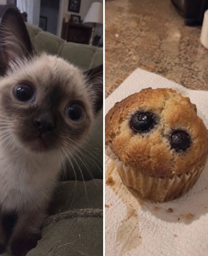 21 Cats With Surprisingly Accurate Food Doppelg&auml;ngers, As Shared By This Page