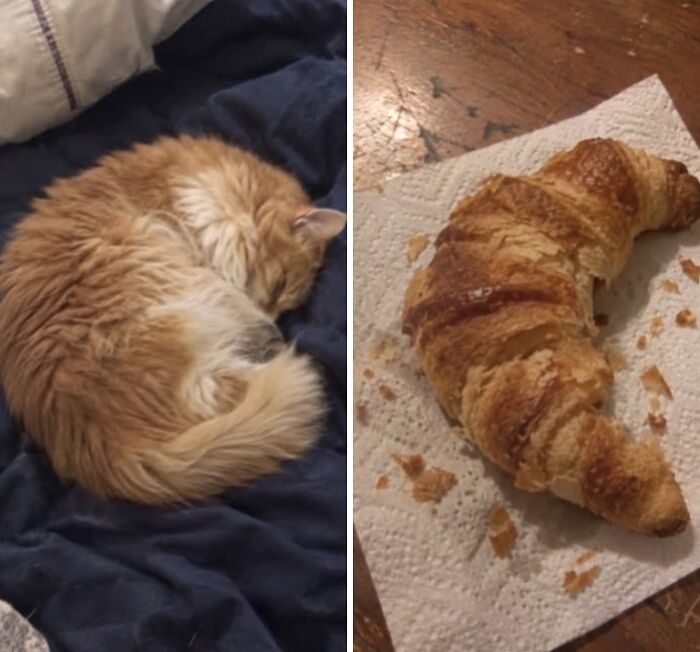 21 Cats With Surprisingly Accurate Food Doppelg&auml;ngers, As Shared By This Page