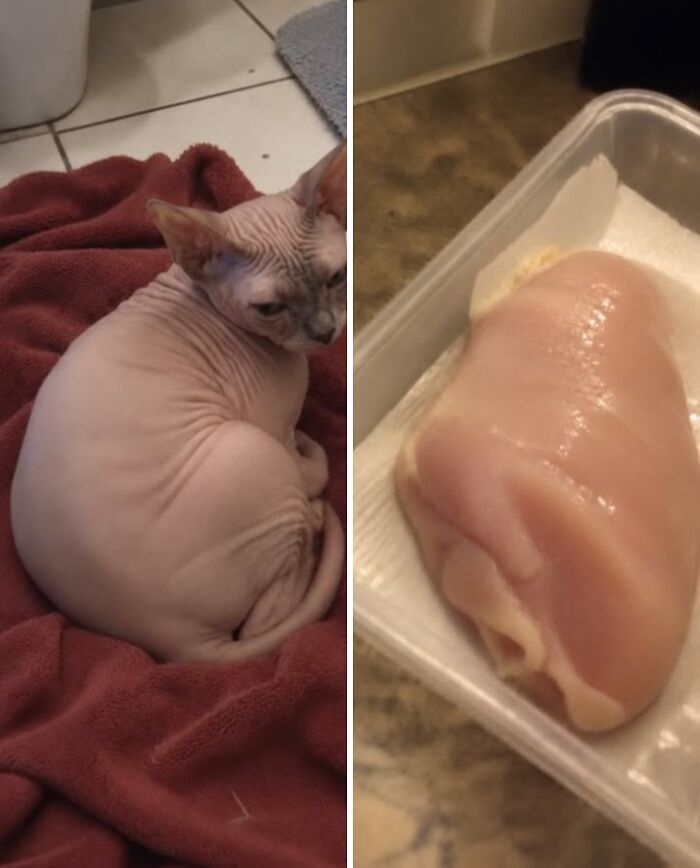 21 Cats With Surprisingly Accurate Food Doppelg&auml;ngers, As Shared By This Page