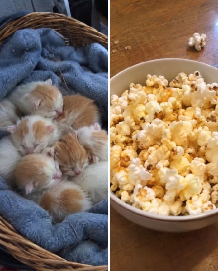 21 Cats With Surprisingly Accurate Food Doppelg&auml;ngers, As Shared By This Page
