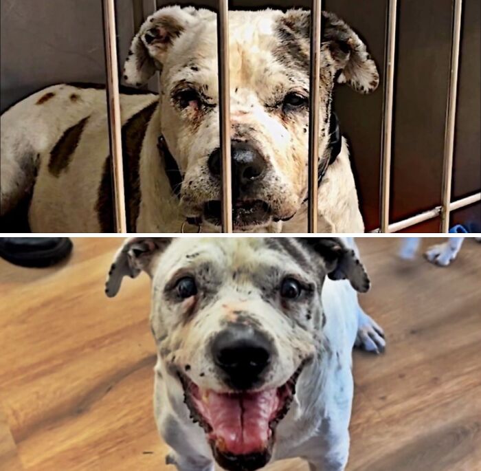 39 Dogs Who Went From Neglected To Happy And Healthy, Shared By An Animal Rescue 39 Dogs Who Went From Neglected To Happy And Healthy, Shared By An Animal Rescue