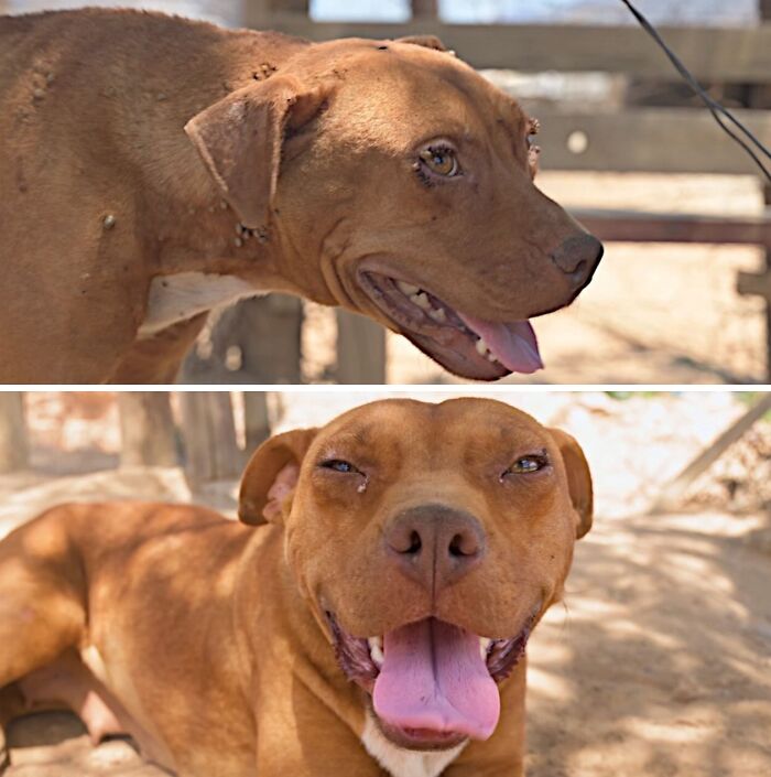 39 Dogs Who Went From Neglected To Happy And Healthy, Shared By An Animal Rescue 39 Dogs Who Went From Neglected To Happy And Healthy, Shared By An Animal Rescue