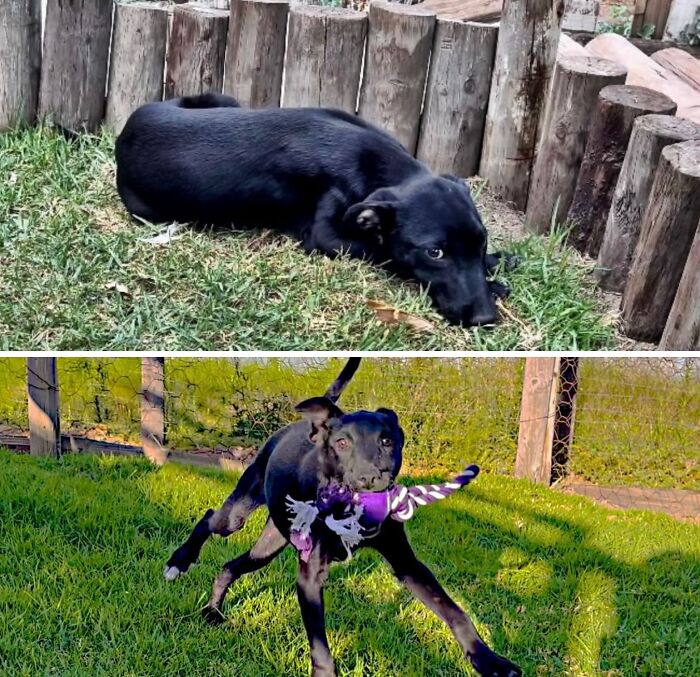 39 Dogs Who Went From Neglected To Happy And Healthy, Shared By An Animal Rescue 39 Dogs Who Went From Neglected To Happy And Healthy, Shared By An Animal Rescue