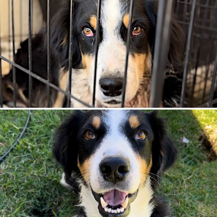39 Dogs Who Went From Neglected To Happy And Healthy, Shared By An Animal Rescue 39 Dogs Who Went From Neglected To Happy And Healthy, Shared By An Animal Rescue