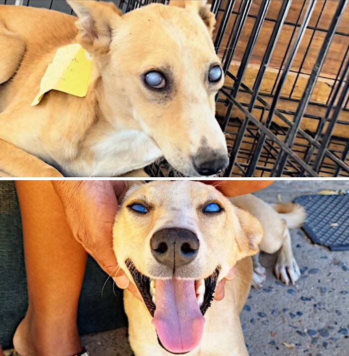 39 Dogs Who Went From Neglected To Happy And Healthy, Shared By An Animal Rescue 39 Dogs Who Went From Neglected To Happy And Healthy, Shared By An Animal Rescue