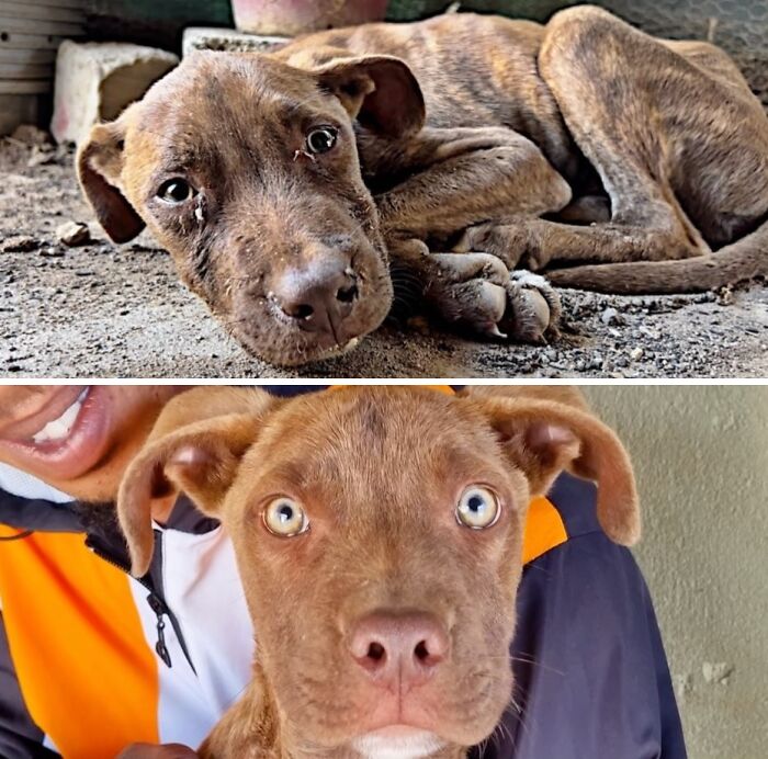39 Dogs Who Went From Neglected To Happy And Healthy, Shared By An Animal Rescue 39 Dogs Who Went From Neglected To Happy And Healthy, Shared By An Animal Rescue