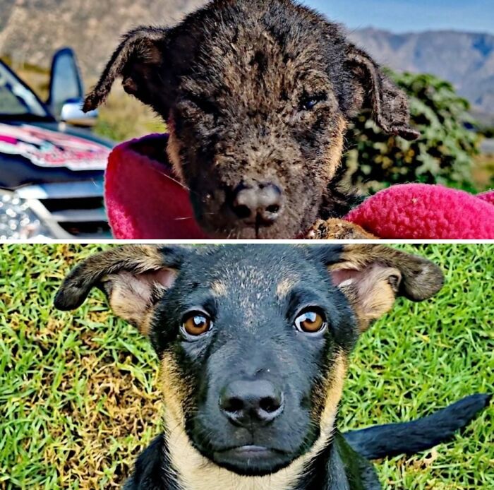 39 Dogs Who Went From Neglected To Happy And Healthy, Shared By An Animal Rescue 39 Dogs Who Went From Neglected To Happy And Healthy, Shared By An Animal Rescue