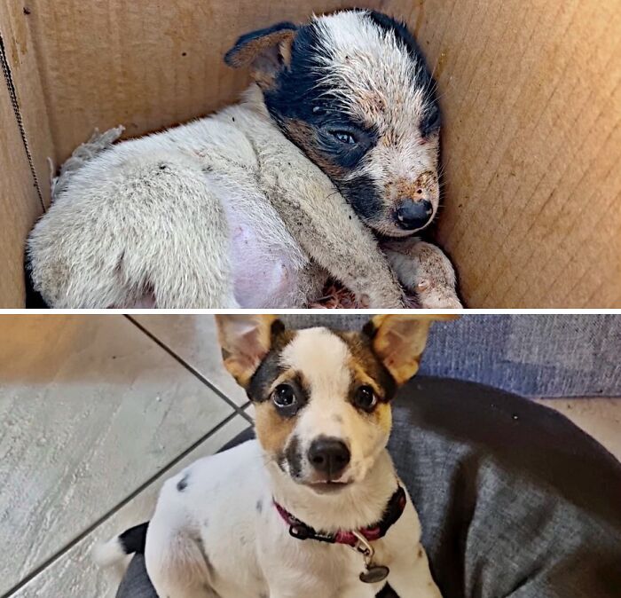 39 Dogs Who Went From Neglected To Happy And Healthy, Shared By An Animal Rescue 39 Dogs Who Went From Neglected To Happy And Healthy, Shared By An Animal Rescue