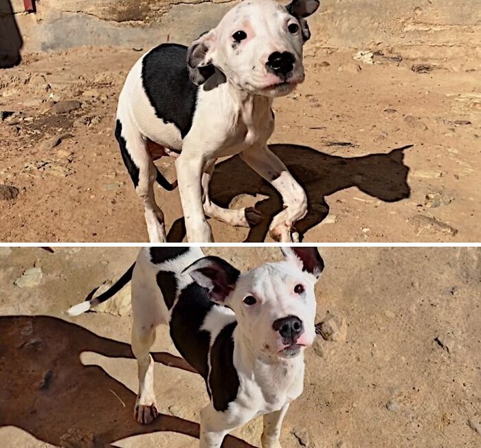 39 Dogs Who Went From Neglected To Happy And Healthy, Shared By An Animal Rescue 39 Dogs Who Went From Neglected To Happy And Healthy, Shared By An Animal Rescue