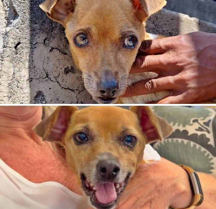 39 Dogs Who Went From Neglected To Happy And Healthy, Shared By An Animal Rescue 39 Dogs Who Went From Neglected To Happy And Healthy, Shared By An Animal Rescue