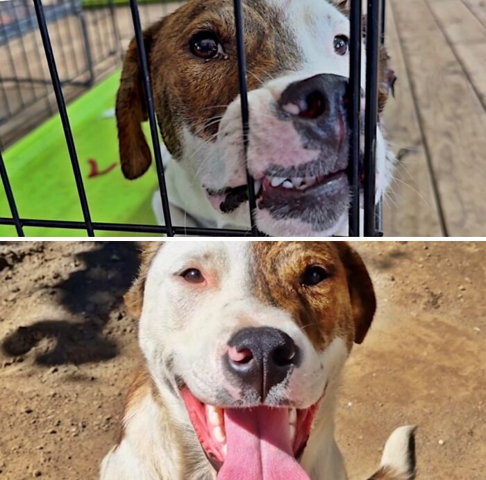 39 Dogs Who Went From Neglected To Happy And Healthy, Shared By An Animal Rescue 39 Dogs Who Went From Neglected To Happy And Healthy, Shared By An Animal Rescue