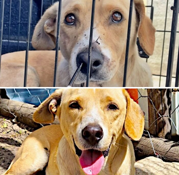 39 Dogs Who Went From Neglected To Happy And Healthy, Shared By An Animal Rescue 39 Dogs Who Went From Neglected To Happy And Healthy, Shared By An Animal Rescue